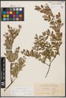 Foto von Salix aurita L. x Salix myrtilloides L. x Salix repens L.